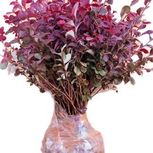 红花继木苗四季红叶植物室外别墅庭院篱笆绿化工程小苗红檵木球桩