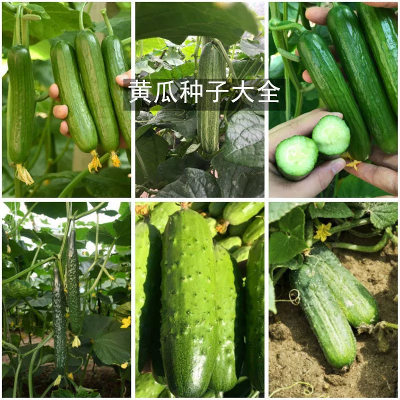 Фрукты Семена огурцов Энциклопедия Четыре сезона Балкон в горшке Двор Посев Семена огурцов Сухие фрукты Овощи Семена огурцов