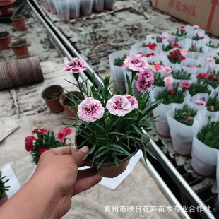 ����ܰ�������Ի������l�ļ��_���������û���ɫ�W˹����ʯ��G��