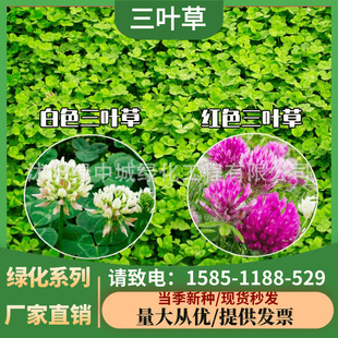 White Clover Seeds, Red Clover Seeds, Net Seeds, Four-Season Green Lawn Pasture Seeds, Perennial Greening Orchard Green Fertilizer