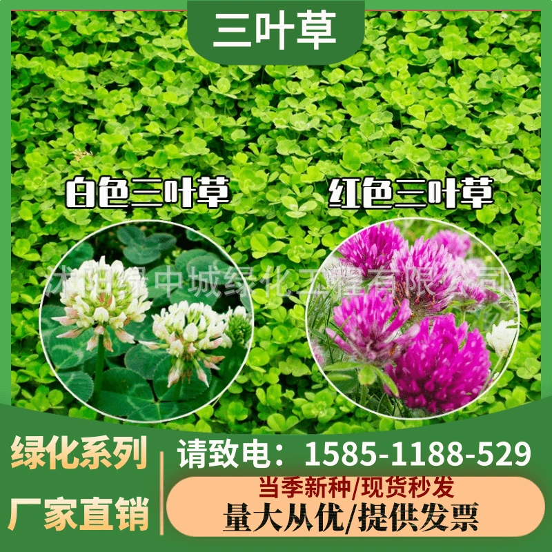 Семена белого клевера Семена красного клевера чистые семена Четыре сезона зеленый газон выпас трав семян многолетних озеленение Фруктовый сад Зеленый навоз