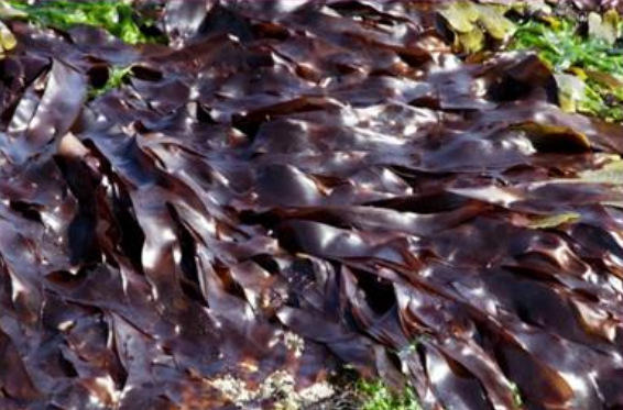 ���׻����������ȡ��Whitonyl