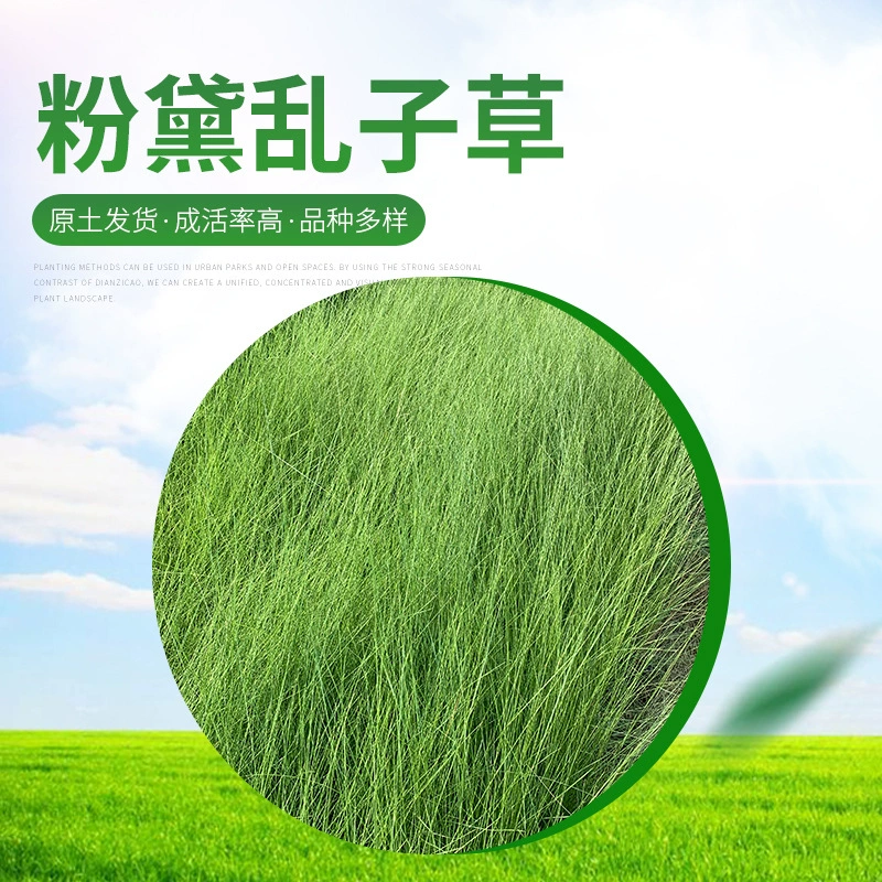 Море цветов, розовый и фиолетовый миксантус, многолетняя декоративная трава, ландшафтное растение, парковая зеленая трава, цветочное море, зеленое горшечное растение.