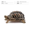 T15484 Turtle 12g