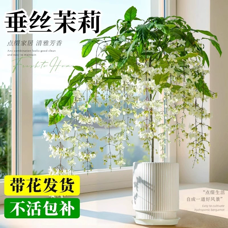 Шелковое растение жасмина в горшке с бутонами, старый сучок, балкон, гостиная в помещении, цветет в любое время года, морозостойкие цветы и зеленые растения.