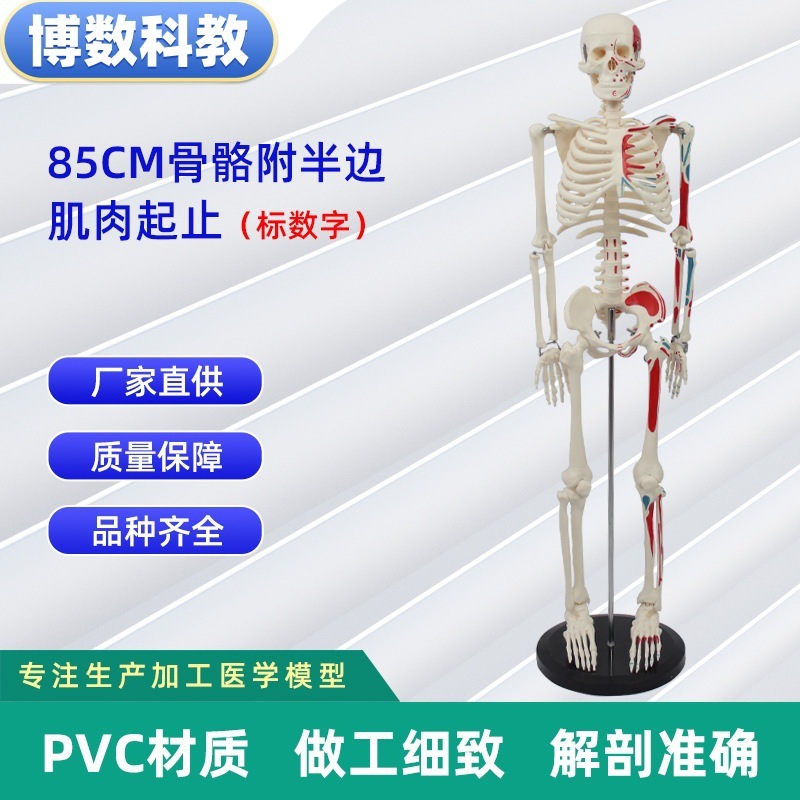 跨境玩具早教人体器官骨骼模型套装科教中小学生DIY组装儿童益智|undefined