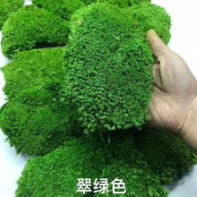 进口永生白发藓植物墙 装饰青苔绿植盆景diy苔藓材料铺面 工程墙