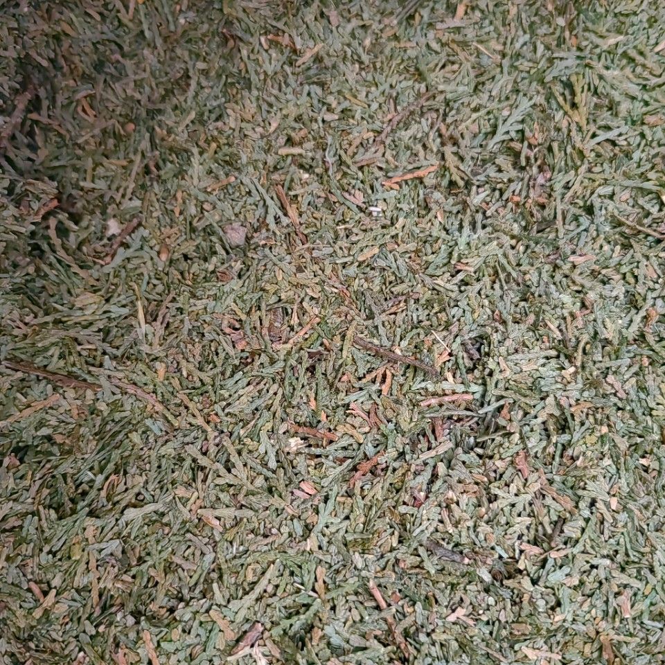 侧柏叶 柏树叶 中药材侧柏叶 代打粉 现货产地 代发
