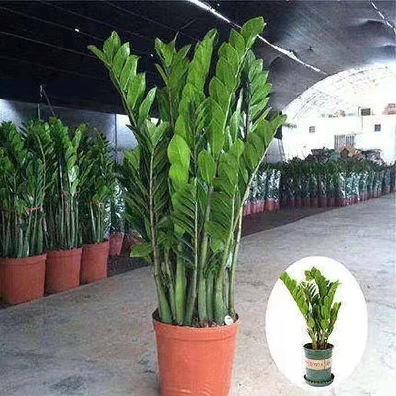 Money Tree Potted Plants, Indoor Florals, Living Room, Evergreen, Easy to Grow Green Plants, Big Money String, Small Fortune Tree