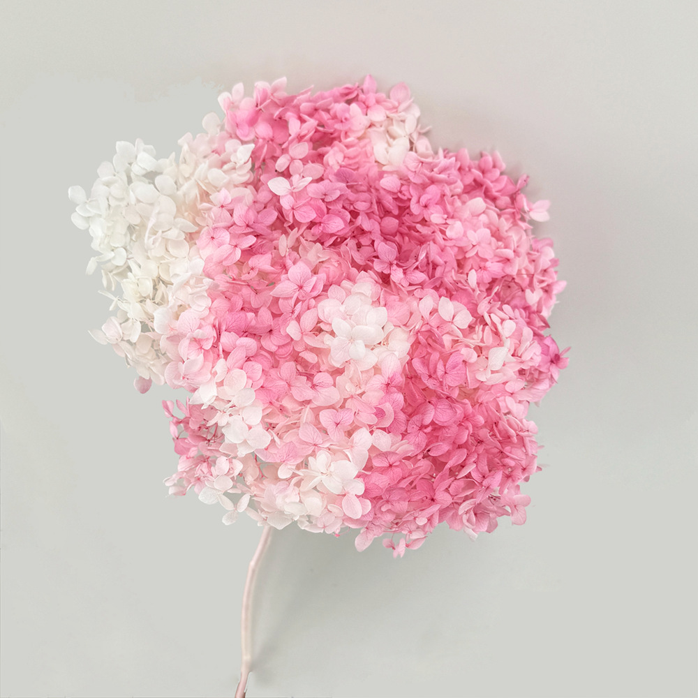 Polen de cereza blanca