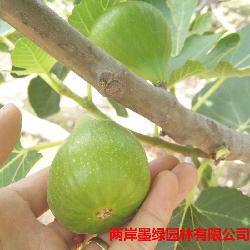 根系发达好活果苗 斯特拉无花果树苗 南北方种植无花果树苗