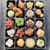 Succulent plant wholesale multi -meat combination potted large meat plants group group with potted potted base straight hair