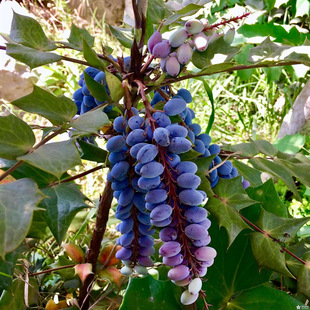 ʮ�󹦄ڷN�� ����̰˽Ǵ��S�������S�����S�B�N�� �G�h�N�Ӱ��]