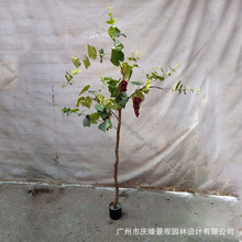 仿真葡萄树盆栽实木红葡萄藤树商场酒店装饰水果树盆栽假提子树