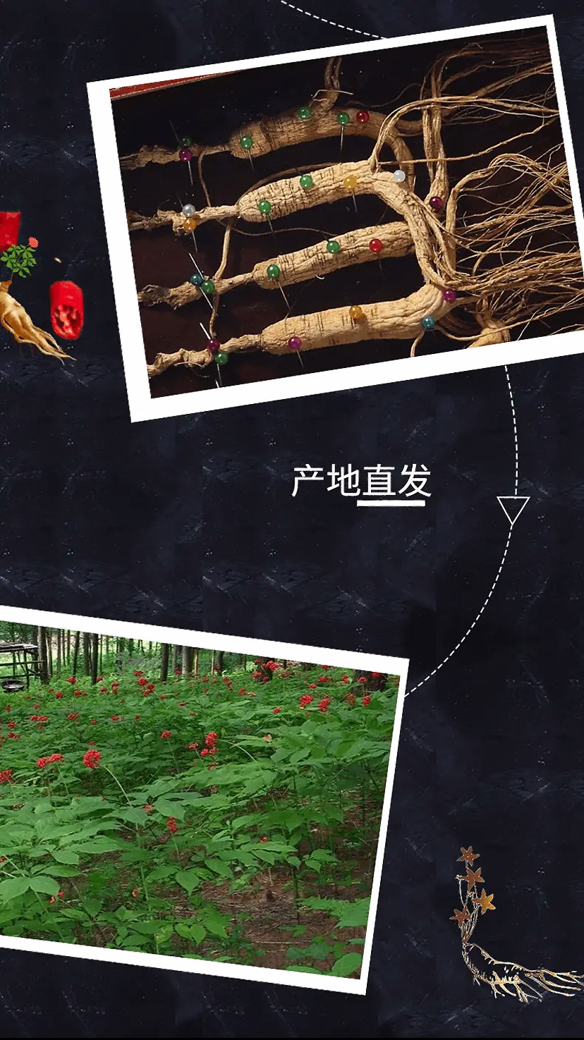 Changbai Mountain Forest Grown Ginseng Gift Box Dried Whole Roots 8 Pieces 40g in use