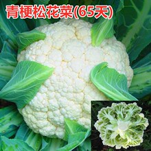 �๣�ɻ��˷N�ӻ�Ҭ�˻��˷N�Ѳ˻������ͺ��͟��ļ��߲ˑc��65��