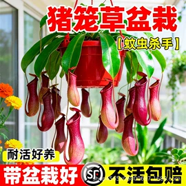 种子;草种子;盆栽