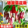 多年生捕虫驱蚊耐高温食虫草
