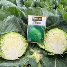 �ļ����{�N���͟���^���Ӱ��˾��Ĳ˸߮a�߲˷N�Ѱ��Ĳ��ݰ��Ĳ�