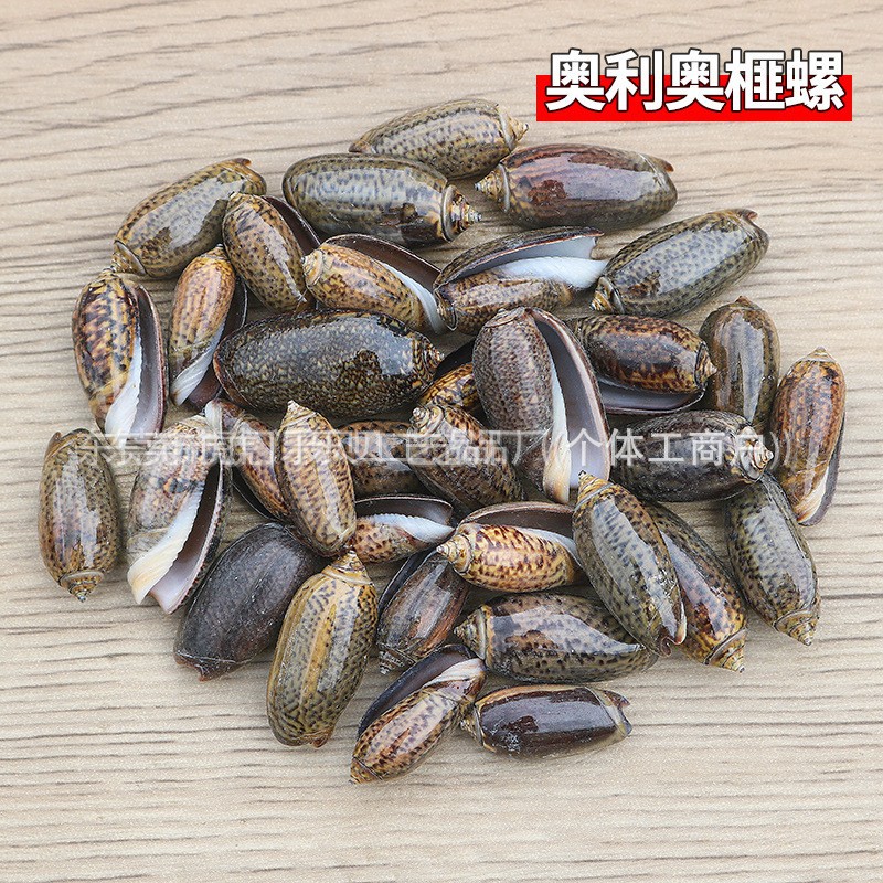 Concha Daquan natural con cera de pescado, materiales decorativos mediterráneos DIY al por mayor