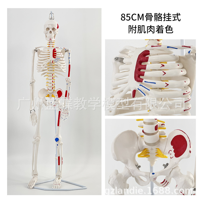 85cm�������ģ��170cmȫ�����˹Ǽ�����ģ��С���ý�ѧ��׵ģ��