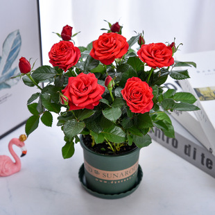 ��õ�廨���Թ�֭�������҃��̨���B�׻��¼��ļ��_����������