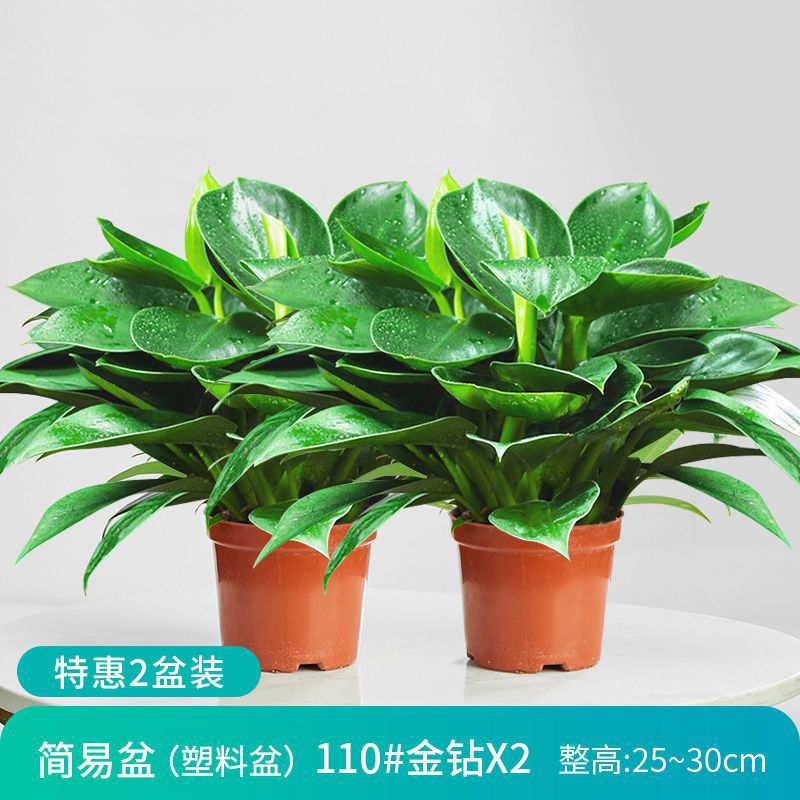 [화분 2개 특별 제공] 25-30cm 황금 다이아몬드 나무 3개(오리지널 흙 화분) + 영양액 2개