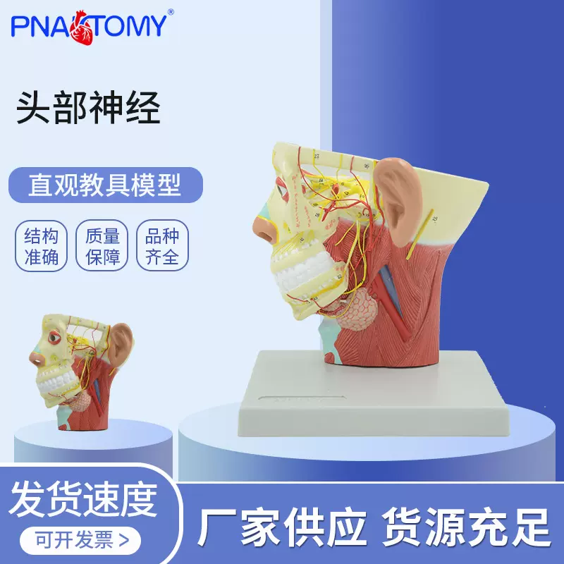 人体头部神经模型切面附血管神经模型 医学教学模型头部医学解剖