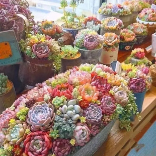 Cute Succulent Plant Mix and Match Package Set, Jade Dew Peach Egg Ruby ​​Exploding Pot, Super Cute Desktop Green Plant Supply Chain