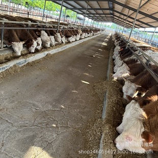 ���T������ţ�� ����Сţ�ٻ��w ������ţ���ӷ�ֳ�Nţ��ţ