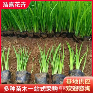 ˮ���SβС��  �S���ѾG����ľ���G���ܹ��̾G�� ���������S����