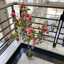 ���S���������O�����������l���Ә�ʯ�����S�ֲ���쾰�٘�