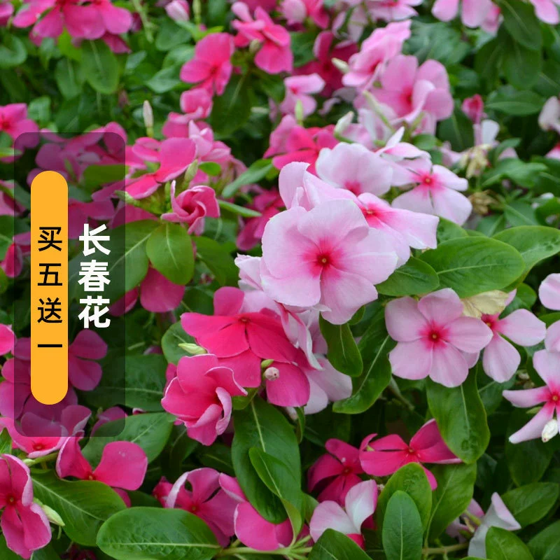 Семена перикопы, ежедневные семена весенних цветов, цветочные горшки смешанного цвета для внутреннего двора, устойчивые к засухе и легко живущие, весеннее посев, непрерывное цветение летом и осенью.