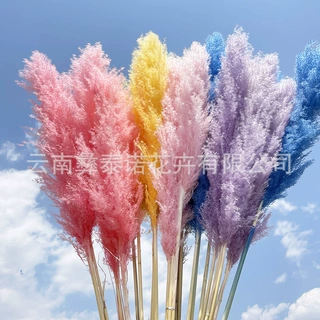 永生大芦苇婚礼装饰干花大芦苇婚庆花材北欧ins风装饰摆件