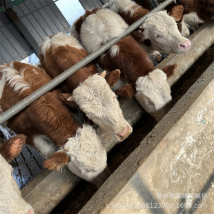 ���T����ţ��B��ţ ���T����ţ ţ�������Sţ ţ��Ʒ�N�������