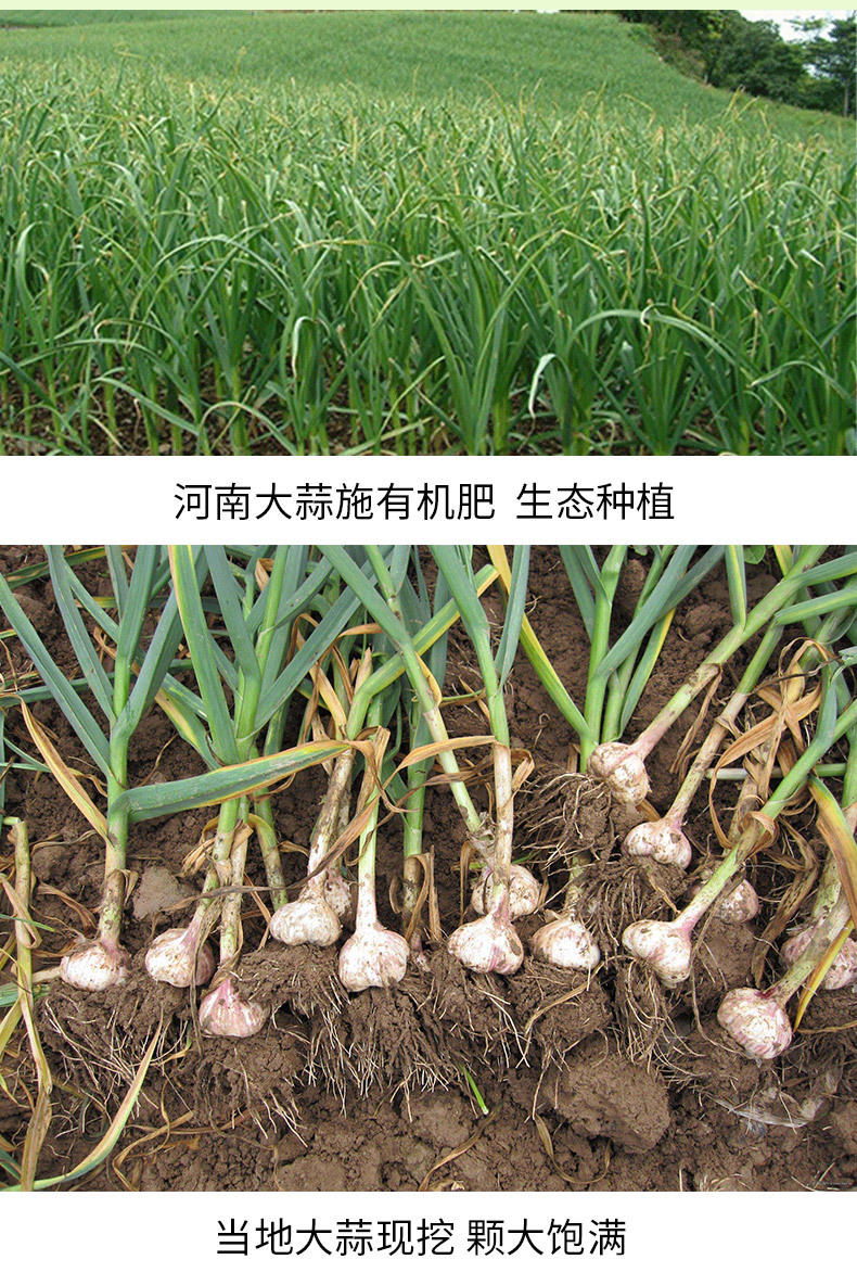 干大蒜_09.jpg