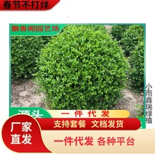 С~SSͥԺhʾGUS~S