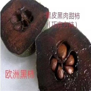 �ɿ����������������Ә�������ͥԺ�ϱ����Nֲ������箔��Y��