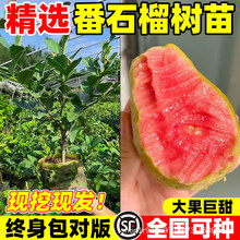 ��ʯ�������֬�t�Ĺ������޽��ļ��ϱ����Nֲ���Ե��Ԯ���Y��