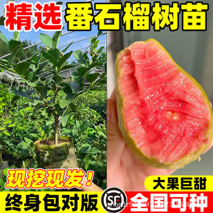 ��ʯ�������֬�t�Ĺ������޽��ļ��ϱ����Nֲ���Ե��Ԯ���Y��