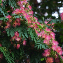 羳ϚgNӽqN^ptļ׷NԽyϚg²ɷN