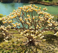 一件代发庭院植物结香苗结香花苗结香大小苗金腰袋打结花梦冬花浓