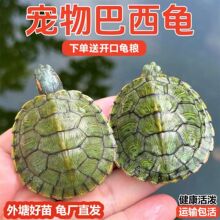 大小全规格外塘炫彩深水巴西龟彩龟放生宠物龟苗子观赏乌龟批发