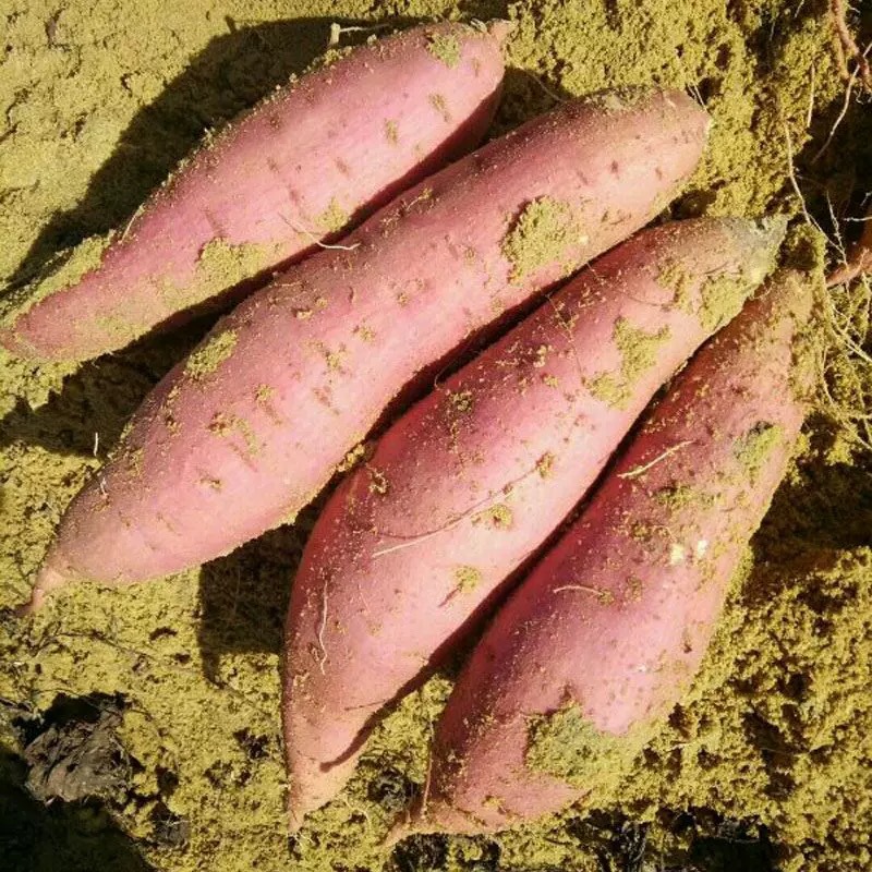 六鳌沙地蜜薯地瓜番薯小红薯地瓜水果红薯地瓜福建六鳌海盐地瓜