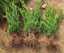 一件代发龙柏树苗塔柏小苗四季常青耐寒绿化工程苗蜀块塔松桧柏侧