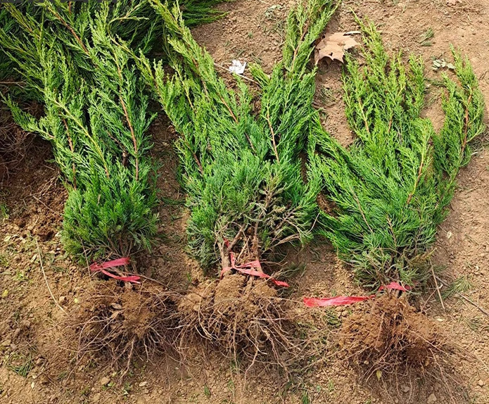 一件代发龙柏树苗塔柏小苗四季常青耐寒绿化工程苗蜀块塔松桧柏侧