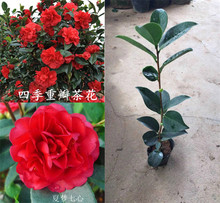 茶花种植 茶花种植品牌 图片 价格 茶花种植批发 阿里巴巴 茶花种植 茶花种植品牌 图片 价格 茶花种植批发 阿里巴巴