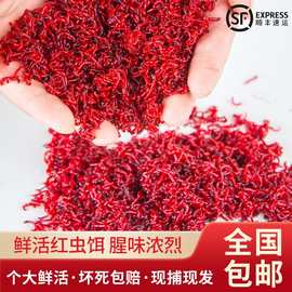 活体秋冬野钓黑头公虫特大鲫鱼饵料红虫活饵鲜活黑坑拉饵小虫蚯蚓