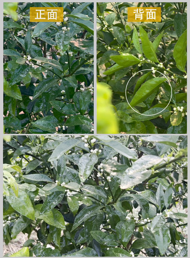 O1CN01Rt9ylG1k48DqoftyD_!!2214