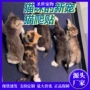 自粘保护贴墙宠物垫